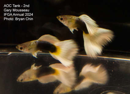 guppy aoc white